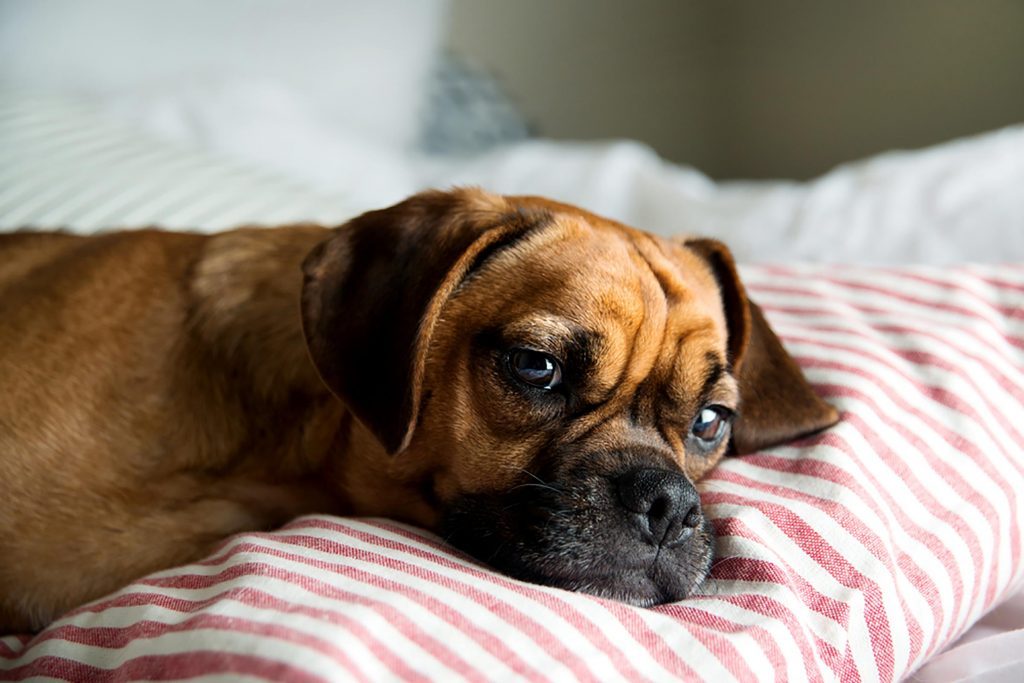 Dog Illness Symptoms: Signs Your Dog Is Sick | Reader's Digest