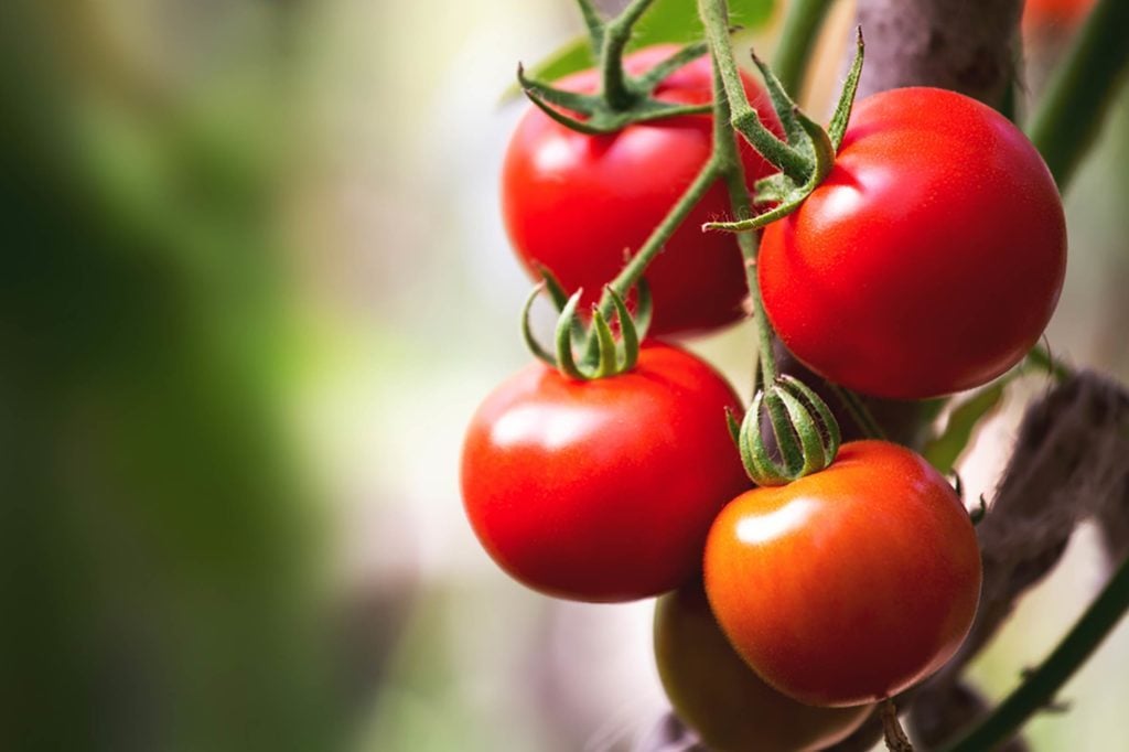 Let's Settle the Tomato Fruit vs. Vegetable Debate Once and for All