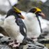 11 Monogamous Animals That Mate For Life (It's Not Just Penguins)