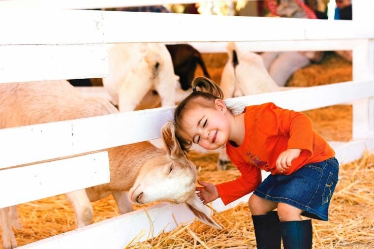 little-girl-and-goat