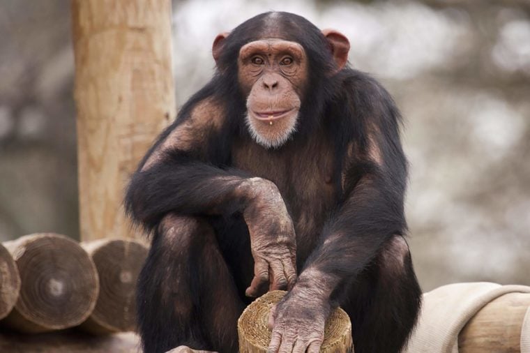 Chimpanzee