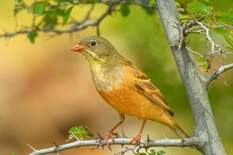 Ortolan