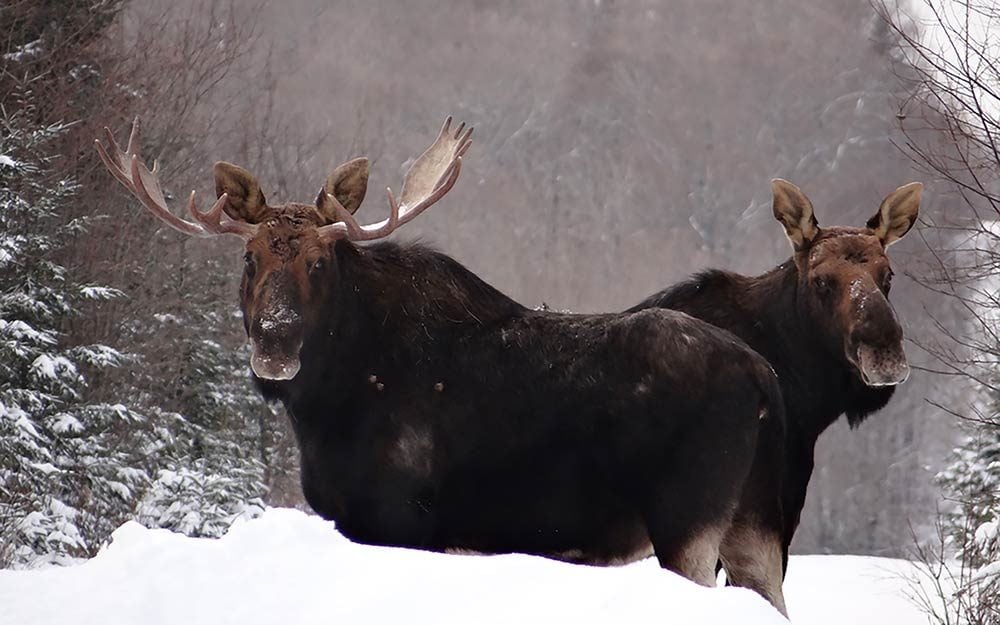 The Reason Why the Plural of Moose Isn’t Meese | Reader's ...