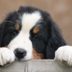 12 Things Veterinarians Wish You Knew About How to Potty Train a Puppy