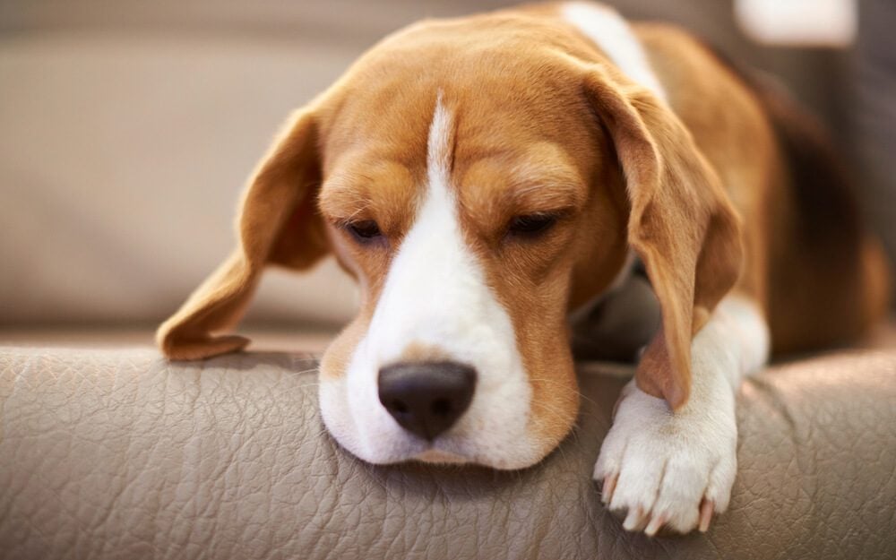 Dog Flu Symptoms Signs of Dog Flu Reader's Digest