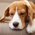 8 Silent (and Not So Silent) Signs Your Dog Has Dog Flu