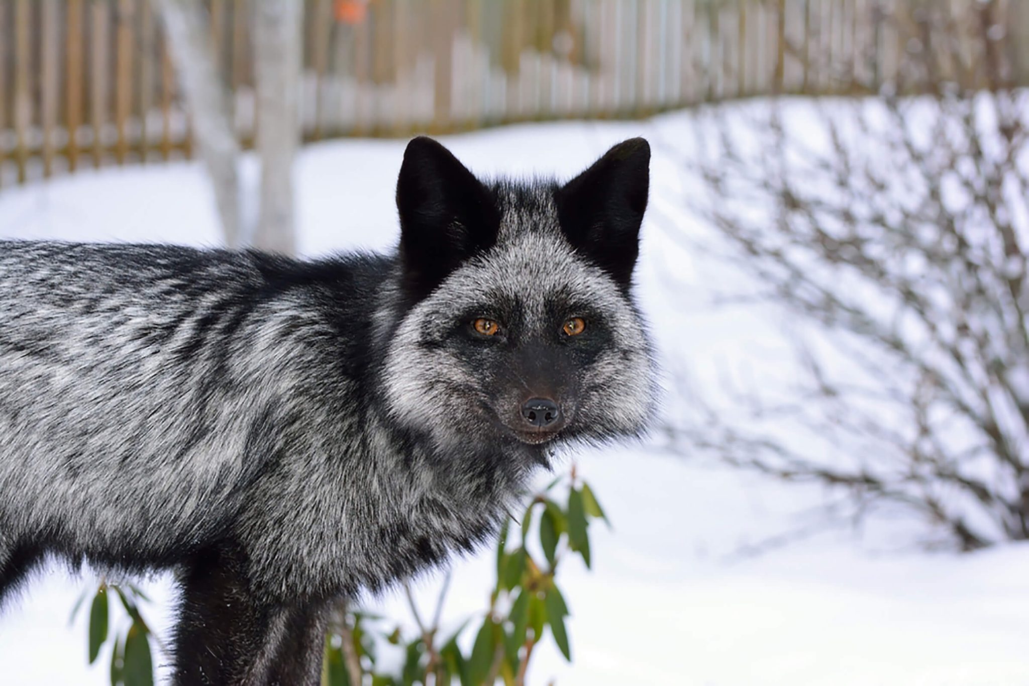 Can You Guess These Animals Based on Close-Ups of Their Fur? | Reader's