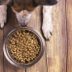 Why Your Pet’s Food Bowl Could Be Making You Sick