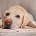 12 Warning Signs of Cancer in Dogs That Every Owner Should Know