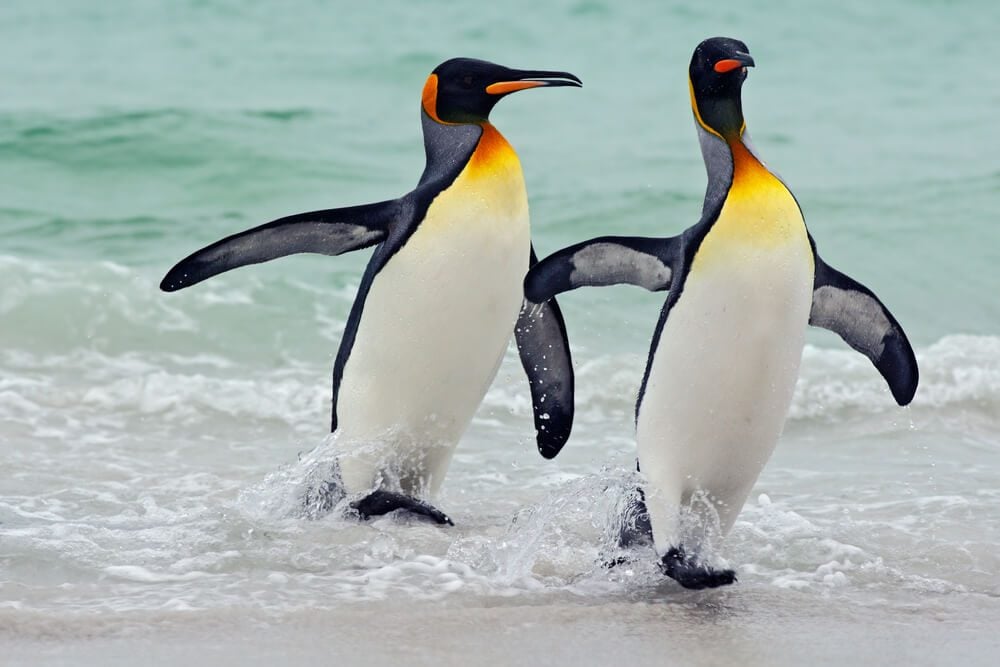 King Penguin  Facts, pictures & more about King Penguin