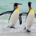 13 Things You Never Knew About Penguins (and How to Help Them)