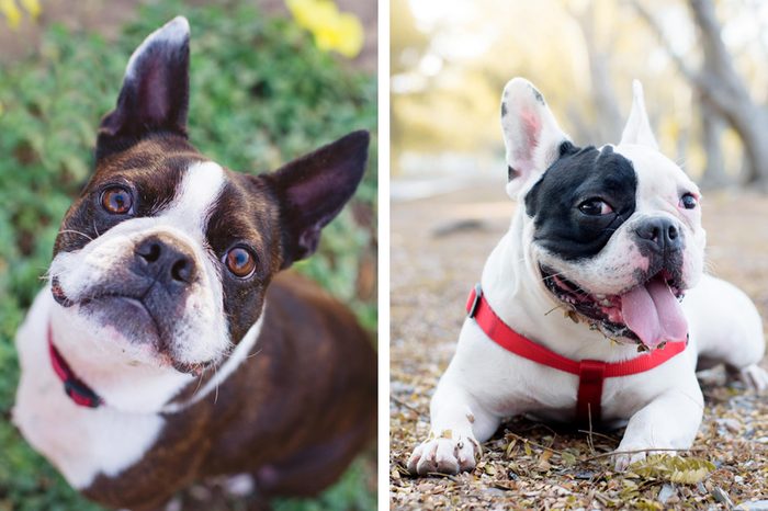 Can You Tell the Difference Between These Nearly Identical Dog Breeds ...