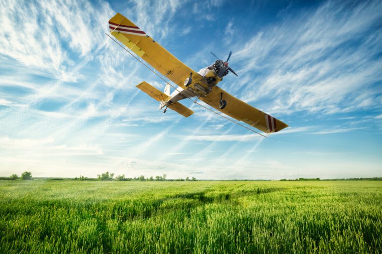 Agriculture, low flying yellow plane sprayed crops in the field