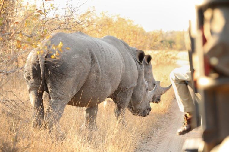 Close up of two White Rhino in a private game reserve in South Africa