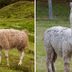 Can You Tell the Difference Between These Nearly Identical Animals?