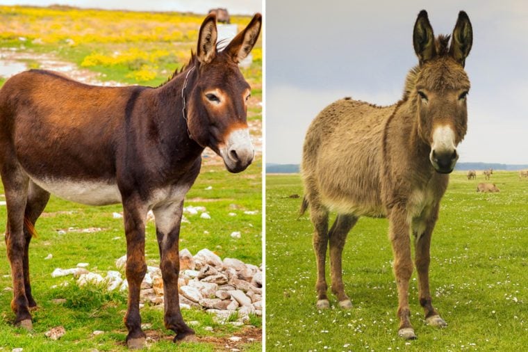 Can You Tell the Difference Between These Nearly Identical Animals? BY ...