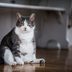 11 Warning Signs of Cancer in Cats That Every Owner Should Know