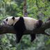 13 Panda Facts That Will Make You Love Them Even More