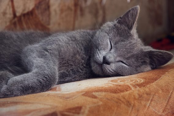 Why Do Cats Sleep So Much Explained Readers Digest 1401