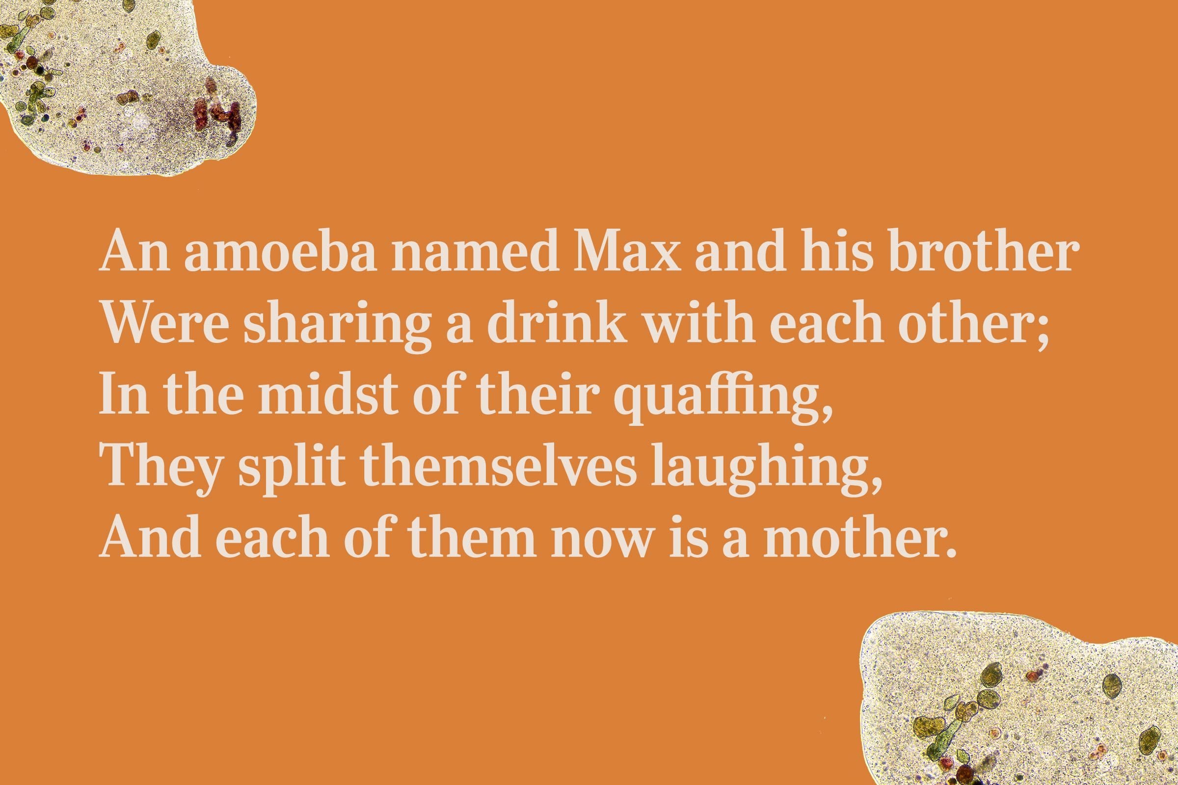 An amoeba named Max and his brother / Were sharing a drink with each other; / In the midst of their quaffing, / They split themselves laughing, / And each of them now is a mother.