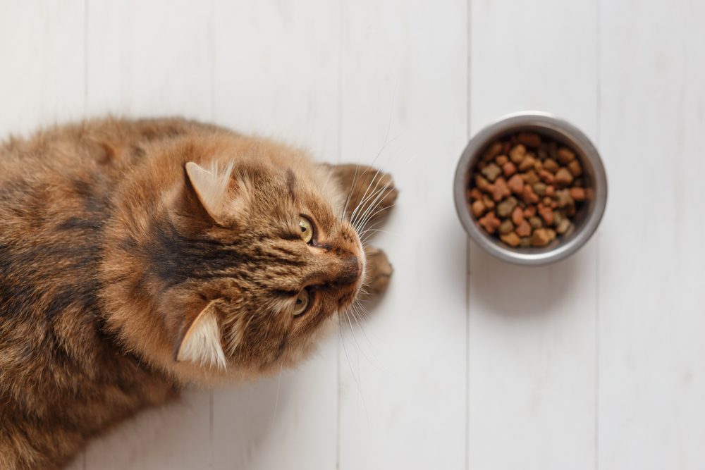 the best diet for cats
