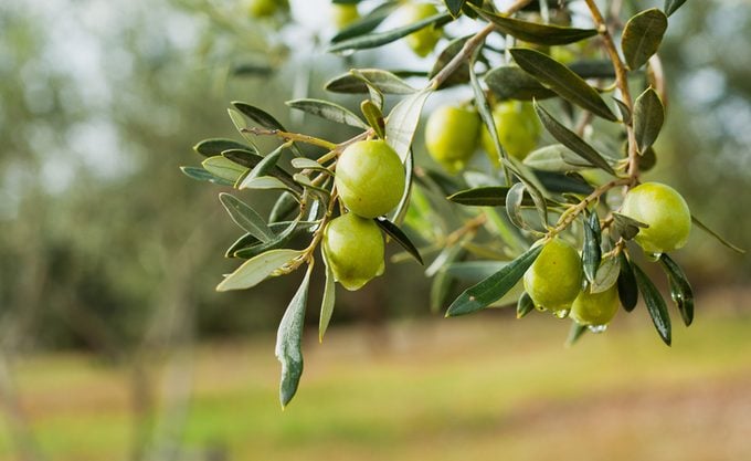 Why You Can T Buy Fresh Olives At The Supermarket Reader S Digest