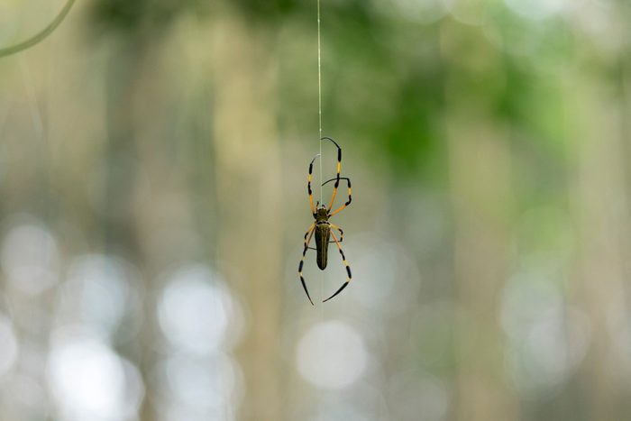 The Most Elaborate Spider Webs Ever Found In Nature Readers Digest 8329