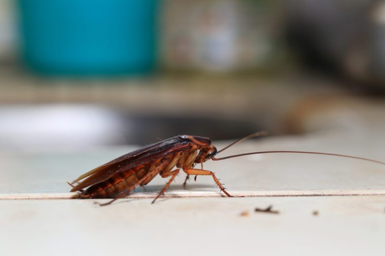 Kitchen Crawlers Such as Cockroaches