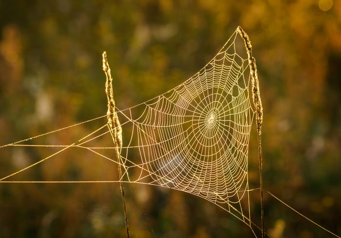 The Most Elaborate Spider Webs Ever Found In Nature Readers Digest