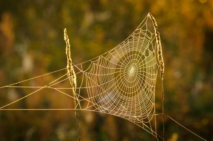 How to Recognize Spiders By their Webs - Bay Nature Magazine