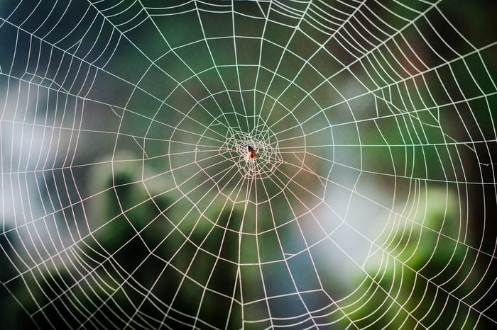 Finishing Off the Spider's Web