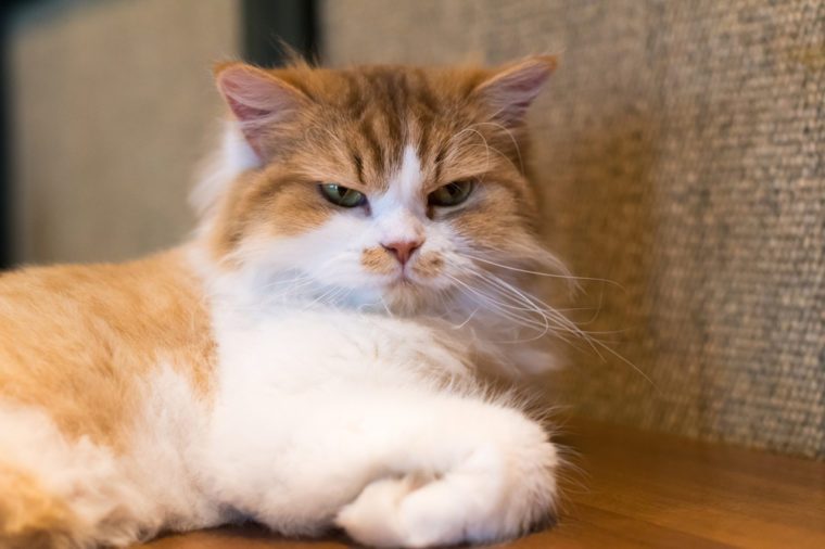 15 Signs You Cat  Is Secretly Mad  at You Reader s Digest