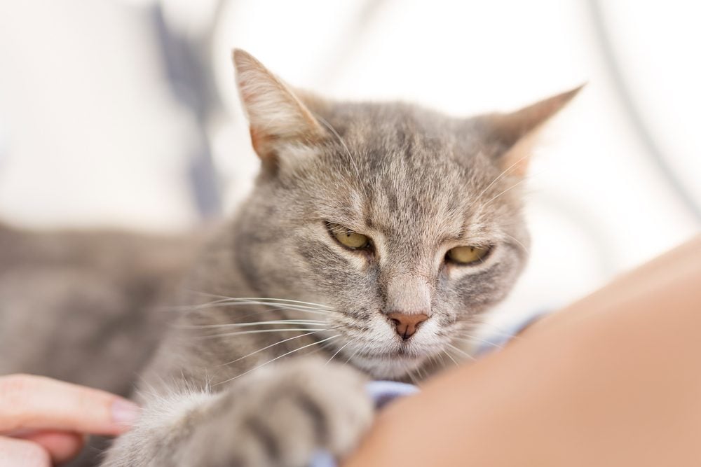 Angry Cat Signs Your Cat Is Secretly Mad At You Reader S Digest