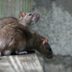 This Is the Most Rat-Infested City in America
