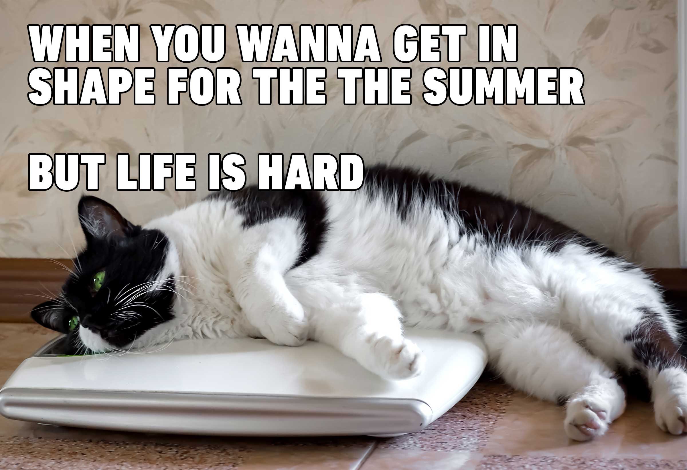 Cat Memes You'll Laugh at Every Time | Reader's Digest