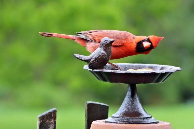 Hilarious Bird Photos You Shouldnt Miss Readers Digest