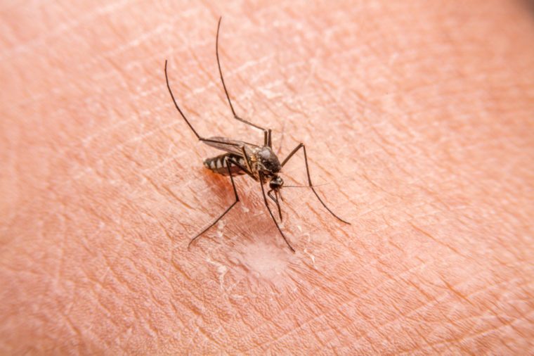 Close-up of mosquito sucking blood,Mosquitoes are spreading germs.