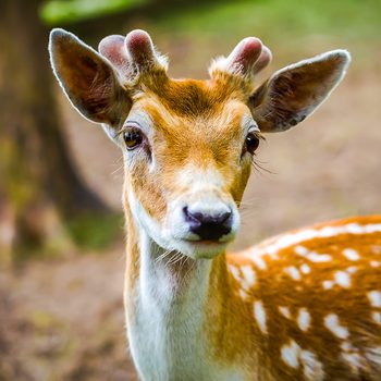 Deer fawn portrait