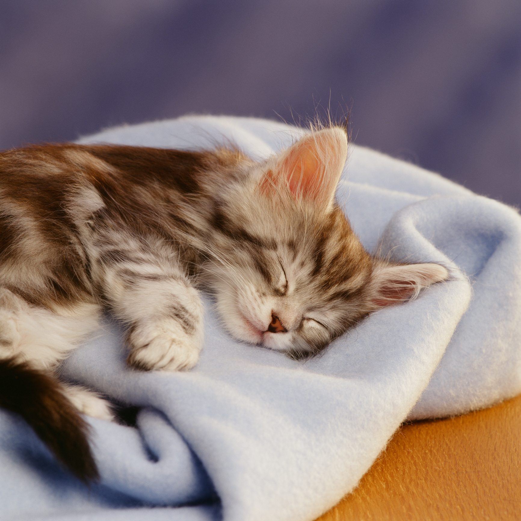 50 of the Cutest Photos of Kittens Sleeping | Reader's Digest