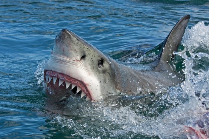 The Most Shark Infested Waters In The World Reader S Digest