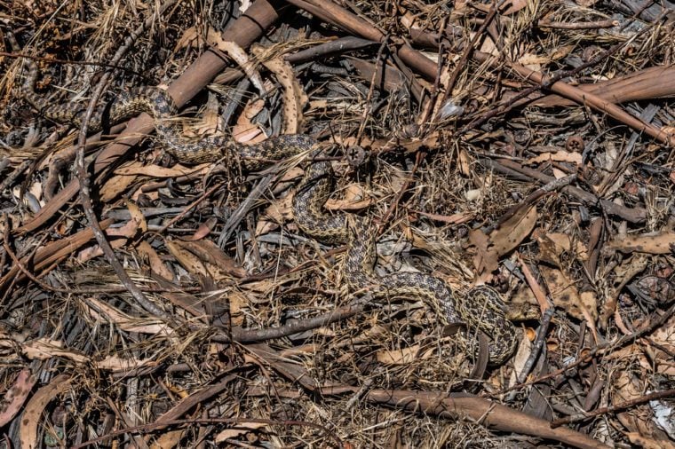 Spot the Camouflaged Snakes  in These Pictures Reader s 