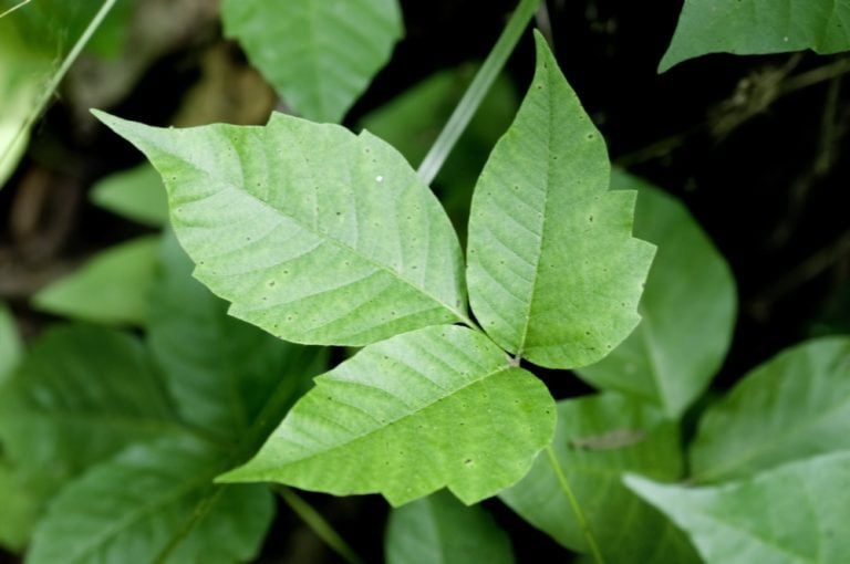 What Does Poison Ivy Look Like? | Reader's Digest