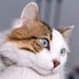 14 Cat Health Symptoms You Should Never Ignore