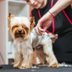 26 Secrets Pet Groomers Wish They Could Tell You