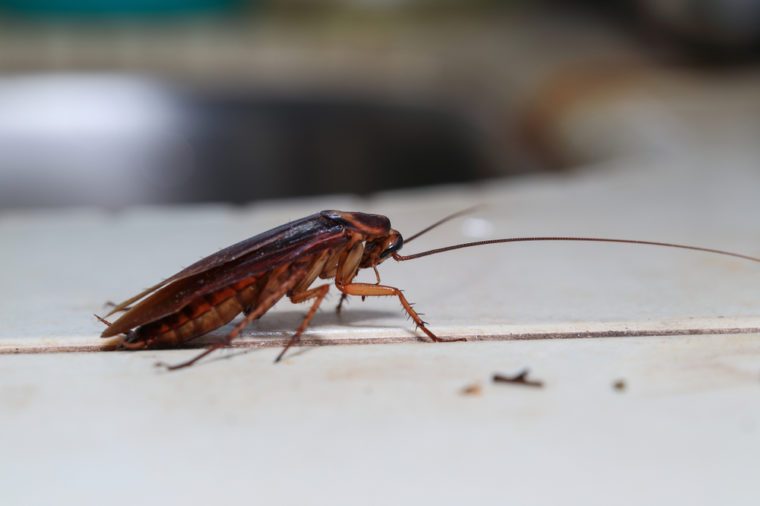 Kitchen Crawlers Such as Cockroaches