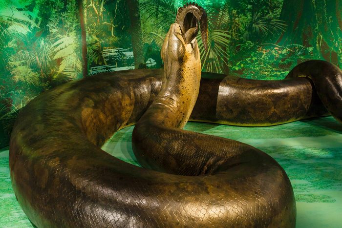 Prehistoric Animals That Are Straight-Up Terrifying | Reader's Digest