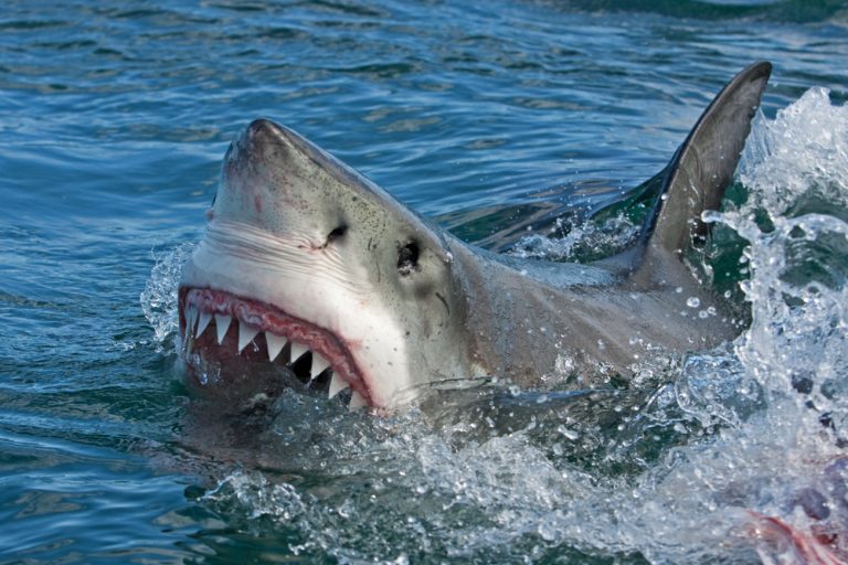 Here's How I Survived a Shark Attack | Reader's Digest