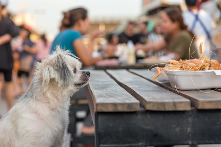 사람들이 새우 튀김 새우 양념 소금 먹이를 먹고 기다리는 나무 테이블 야외 레스토랑에 앉아 Shih-Tzu,
Pomeranian 및 Poodle과 강아지가 너무 귀여운 혼합 품종은 애완 동물 소유자입니다