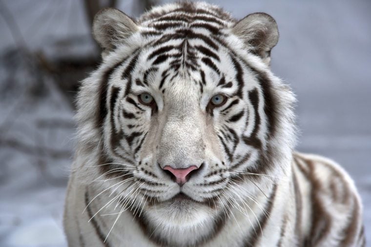 The World's Most Majestic Tigers | Reader's Digest