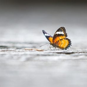 butterfly backgrounds 